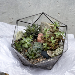 Флорариум Ботаника