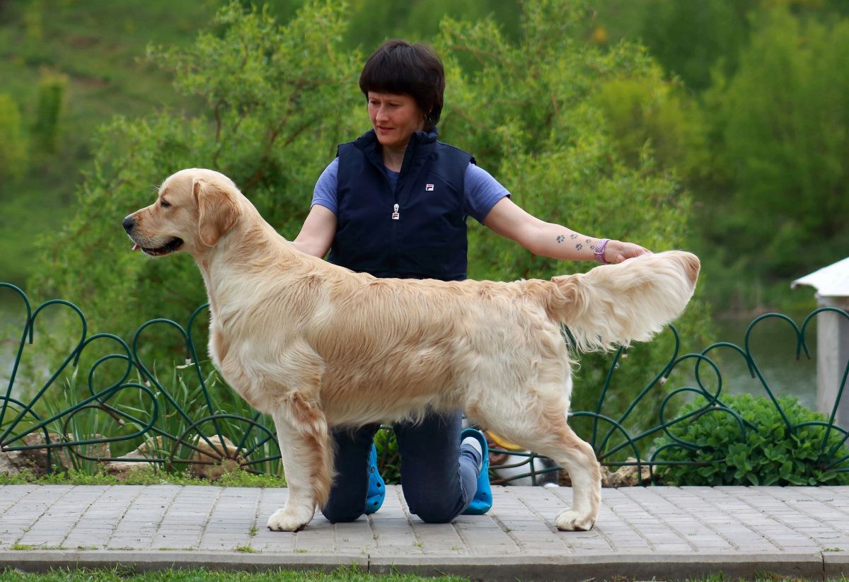 Кобель Terra di Siena Love Me Forever / Тони /