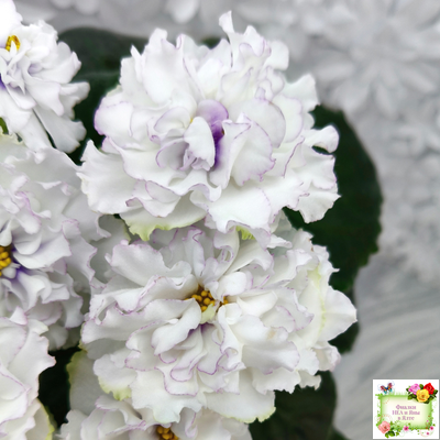 РМ-Прекрасный Жемчуг (Н. Скорнякова) 2022 г.