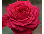 Роза четырех ветров Rose des 4 Vents