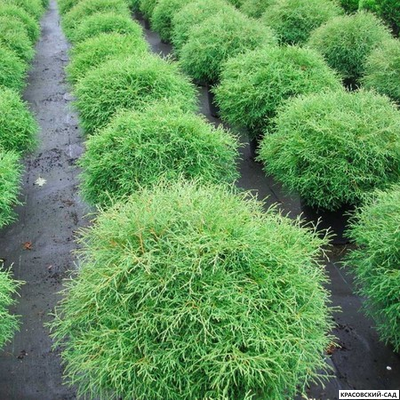 Туя Мистер Боулинг Болл - Mr. Bowling Ball