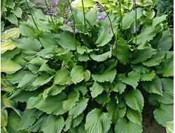 Хоста Stirfry, C2