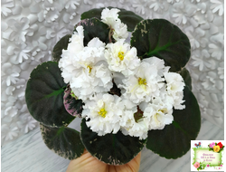 АВ-Цвет Счастья (Фиалковод) 2023 г.