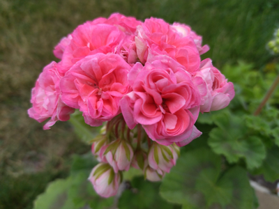 Пеларгония Ю-Полонез