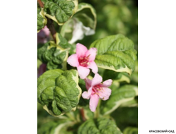 Вейгела Карикатура - Caricature