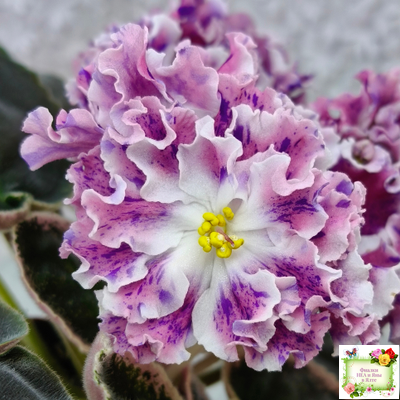 ТФ-Confetti (Т. Фурлетова) 2024 г. (лист с детками посажен 13.07.25)