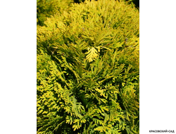 Туя Мирьям - Mirjam