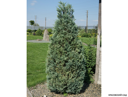 Можжевельник обыкновенный Мейер в сетке и мешковине готова к доставке - Красовский-Сад.рф