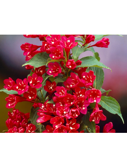 Вейгела Red Prince