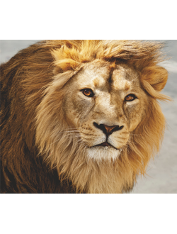 Фотообои Симфония "Лев"
