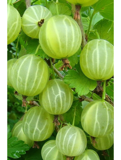 Крыжовник Берилл