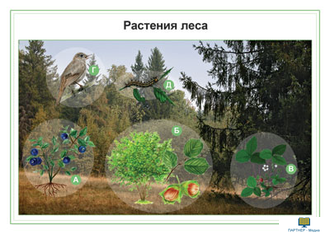 Растения, комбинированное наглядное пособие (СD-диск + 80 карточек)