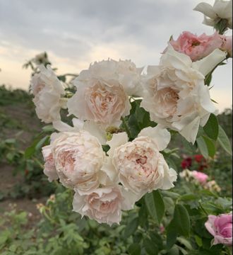 Ингес Роз (Inge&#039;s Rose)