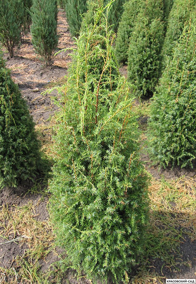 Можжевельник обыкновенный Суецика