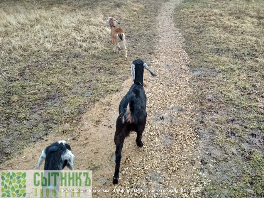 Прогулка с нубийскими козами