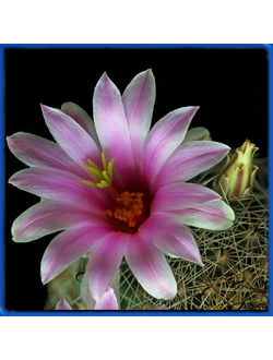 Mammillaria insularis L 022
