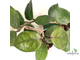 Hoya Carnosa Chelsea Clon A