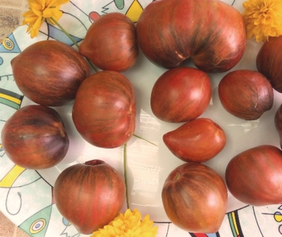 Томат Rebel Starfighter Prime (Мятежный звездный истребитель)