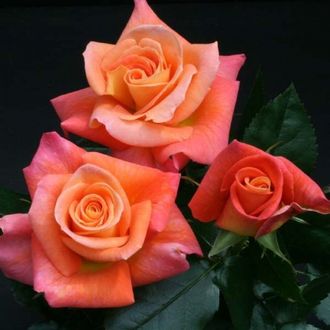 Набила (Nabila) роза