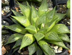 Haworthia (Хавортия)