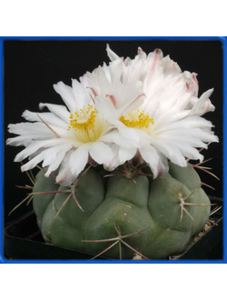 Thelocactus hexaedrophorus PP 418