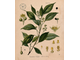 Хо дерево (Cinnamomum camphor ct linalool) 10 мл - 100% натуральное эфирное масло