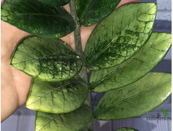 Замиокулькас Akebono