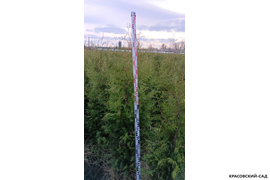 Туя Брабант фото измерения туи перед посадкой в питомнике Красовский-Сад.рф