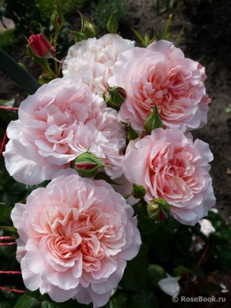 Rose de Tolbiac ( Роз де Толбиак)
