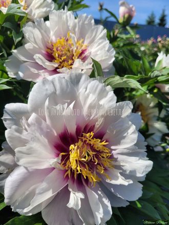 Paeonia itoh hybr.Cora Louise