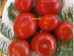 Томат Ванька