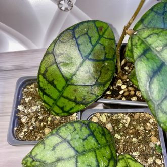 14/02/2025 hoya callistophylla No.2