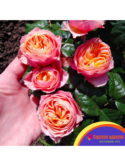 Вувузела (Vuvuzela)