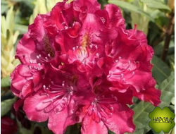 РОДОДЕНДРОН "КАЗИМИР ВИЛКИ" САЖЕНЕЦ 20 см