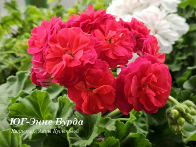Пеларгония ЮГ-Энне Бурда