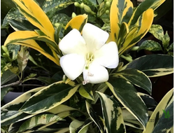 Фагрея вариегатная /  / FAGRAEA variegata