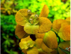 Людвигия Марилия (пучок)