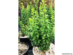 Барбарис Тунберга Powwow - фото в горшке - красовский-сад.рф