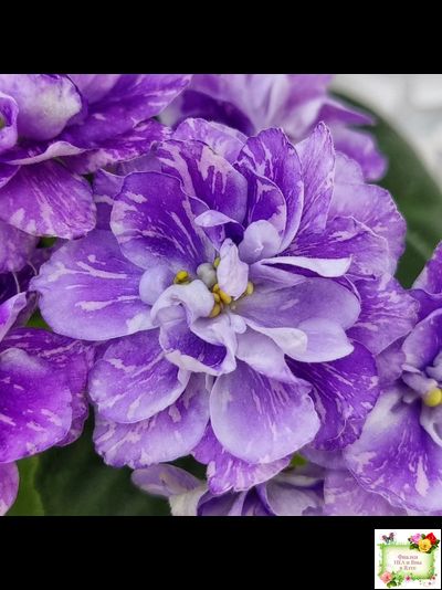 АВ-В Краю Единорогов (Фиалковод) 2020 г.