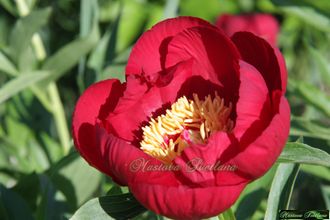 Paeonia Tango