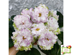 Фея (Т. Л. Дадоян)