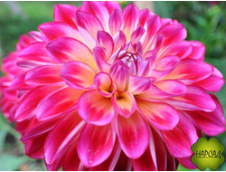 ГЕОРГИН МАХРОВЫЙ КАРЛИКОВЫЙ в горшке 1 шт