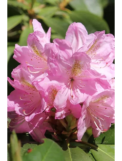 Рододендрон Scintillation