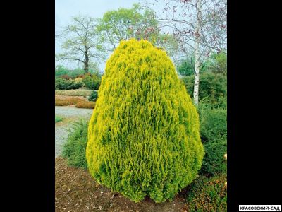 Туя Ауреа Нана - Aurea Nana