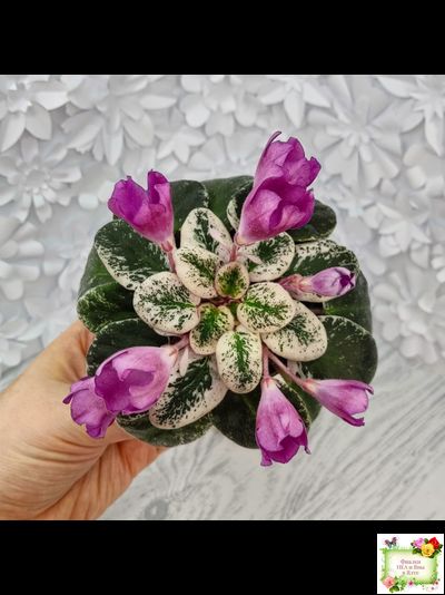 СК-Пангея (А.Кузнецов) 2014 г.