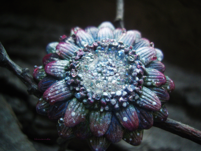 Кольцо "Цветок Галлициниума"