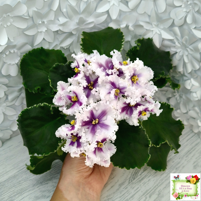 МТ-Сладкая Фантазия химерный спорт