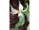 Erythronium oregonum