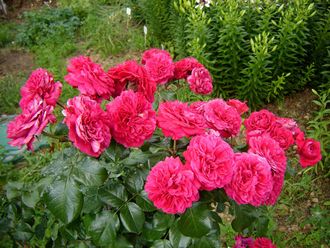 Ред Леонардо да Винчи. (Red Leonardo da Vinci), Meilland