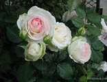 Роза плетистая Palais Royal (MEIviowit, White Eden, Blanc Pierre de Ronsard), C5